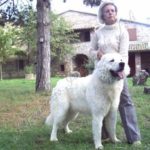 Maremma Abruzzen Schäferhund Professionelle Zucht Jacopone de Todi
