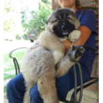 Kaukasische Schäferhund Jacopone da Todi