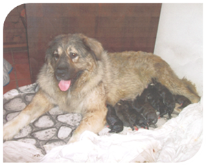 Kaukasische Schäferhund Jacopone da Todi Kaukasische Schäferhund Jacopone da Todi
