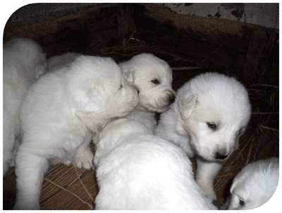 Welpen Maremmen Abruzzen Schäferhund jacopone da todi Welpen Maremmen Abruzzen Schäferhund jacopone da todi