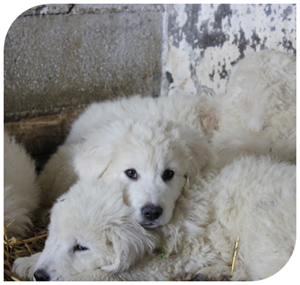 Welpen Maremmen Abruzzen Schäferhund jacopone da todi Welpen Maremmen Abruzzen Schäferhund jacopone da todi