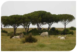 Maremma Abruzzen Schäferhund Professionelle Zucht Jacopone de Todi Maremma Abruzzen Schäferhund Professionelle Zucht Jacopone de Todi