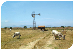 Maremma Abruzzen Schäferhund Professionelle Zucht Jacopone de Todi Maremma Abruzzen Schäferhund Professionelle Zucht Jacopone de Todi