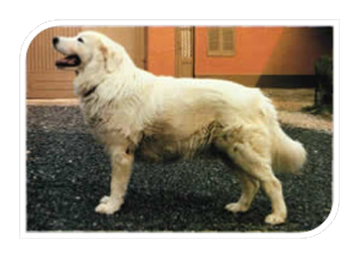 Schönheit in der Ruhe und in der Aktion, Intelligenz, Würde, natürlicher Instinkt für die Bewachung. Wir glauben, dass im Maremmen Abruzzen Schäferhund ,mehr als in jeder anderen Hunderasse, Mutter Natur im Laufe der Jahrhunderte den Hund so unverändert wie nur möglich gelassen hat. Eine Beziehung der Zusammenarbeit mit dem Menschen, sowie aufrichtigsten Respekt und rostfreie Treue ist in den Maremmen Welpen seit den ersten Monaten offensichtlich, als wäre es ein grundlegender Instinkt für ihn. Wenn Sie blinden Gehorsam, unbewusste Unterwürfigkeit und dumpfe Unterwerfung suchen, sind sie bei unserer Rasse falsch. Wenn sie aber die freiwillig angebotene Freundschaft schätzen, die unvergleichliche Einstellung zur Verteidigung des Territoriums und des Volkes, den Mut, die Kraft, die Widerstandsfähigkeit in einer feindlichen Umgebung zu leben und den Wolf zu bekämpfen und die Fähigkeit jeder Anstrengung, jeder Entbehrung, jeder klimatischen Widrigkeit zu trotzen (VDS. in diesem Zusammenhang Abschnitt "Der Kampf mit dem Wolf), dann ist ein Maremmen Abruzzen Schäferhund das Beste, was sie finden können. Ein guter Untertan verlässt nie seine Schafe, weder bei Tag noch bei Nacht, aber wenn er sie zufällig verlässt, verliert er seine unerbittliche Haltung. Tatsächlich rührt diese Eigenschaft von seiner Unnachgiebigkeit bei der Arbeit her, die ihn dazu bringt, jeder Bedrohung entschlossen entgegenzutreten und sich, ohne zu zögern zu verpflichten, jede Gefahr abzuwehren. Aus diesem Grund lässt der Zuchtbetrieb "Jacopone da Todi" seine Hunde unter gewissenhafter Einhaltung der modernsten Zuchttheorien (wie im Abschnitt "Geschichte und System" beschrieben) frei wachsen und ihre Aufgaben in der Obhut der Herden erfüllen, in Symbiose mit den Schafsweiden innerhalb des bewaldeten Gebietes, das sich über 5 Hektar im Zuchtzentrum erstreckt. Als stolze, autonome, unabhängige, willensstarke Natur, der es nicht an Intelligenz mangelt, entwickelt der Maremmen-Welpe von den ersten Monaten an seinen angeborenen Initiativgeist in einem äußerst rationalen Verhaltenskomplex (wir würden ihn sogar fast als "menschliches Denken" bezeichnen), so dass alle seine Handlungen immer untergeordnet, folgerichtig und verantwortungsbewusst sind. In der Tat ist sein Eingreifen niemals unüberlegt. Wenn er angreift, tut er es aus dem richtigen Grund, und wenn er beißt, tut er es mit Vernunft, ohne den Kopf zu verlieren, zu beharren oder zu wüten. Sie verhindern lieber die Tat und schreckt den Angreifer, den Räuber oder auch denjenigen, der eine Entführung machen wollte, ab. Die Nationale Behörde für die italienische Hundezucht (Ente Nazionale della Cinofilia Italiana) hat diesem Hund im Jahr 1958 offiziell den Namen Maremmen Abruzzen Schäferhund verliehen, als sie feststellte, dass die Maremma und die Abruzzen die beiden Umgebungen waren, in denen der Hund seine großartige Entwicklung hatte, und in diesen beiden Umgebungen war er im letzten Jahrtausend immer präsent gewesen. In der Tat ist der Apennin das ideale Territorium für den Maremmen Abruzzen Schäferhund, und seine beiden Hänge, der östliche und der westliche, sind die lebenswichtige Räume, in denen die Schafswege zwischen der Maremma im Westen und dem Tavoliere im Osten leicht zu durchqueren sind. Dank ihnen entstand unser historischer Zuchtbetrieb "Jacopone da Todi". In diesem lokalen Gebiet hat die betreffende Hunderasse jahrhundertelang die wichtigsten Momente ihrer phylogenetischen Entwicklung verbracht. Wer einen Maremmen Abruzzen Schäferhund besitzt, muss ihn als eigenständige psychische Einheit anerkennen und darf ihn nicht als Instrument oder Erweiterung seiner eigenen Persönlichkeit betrachten. Diese Rasse zeigt ihre Intelligenz nicht so sehr darin, dass sie passiv die Befehle ihres Herrn befolgt, sondern darin, dass sie eine Situation perfekt versteht und nach perfektem Menschenverstand handelt. Darin ist er wirklich erstaunlich. Wenn man ihm zum Beispiel eine Übung beibringen will, wird er sofort verstehen, was von ihm verlangt wird, aber im Gegensatz zu anderen Hunderassen wird sein Stolz ihn nicht dazu bringen, dem Meister in der sklavischen Ausführung zu folgen, sondern er wird ihn dazu bringen, die Übung auf die logischste und rationalste Weise zu wiederholen. Aus diesem Grund zeigen die Maremmen gegenüber dem fähigen Herrn eine absolute Treue bis zur äußersten Aufopferung und die Beziehung zwischen Mensch und Hund ist typischerweise in diesem makellosen Band verwirklicht, das für Unsere Rasse, wir wiederholen es, einem grundlegenden Instinkt entspricht. Maremmen-Welpen haben von den ersten Lebensmonaten an, wenn sie in eine Familie aufgenommen werden, Respekt und Rücksicht auf die anderen Tiere im Haus, auf die Katze, die auf dem Sofa schläft, auf die Vögel, die sich im Käfig bewegen und auf die Fische im Aquarium. Er versteht, dass sein Herr einen privilegierten Status für sie reserviert und sie beschützt, so dass er sie schließlich beschützt, weil dies sein angeborenes und natürliches Selbst ist. Er wird schnell zum eifersüchtigen und liebevollen Spielkameraden der Kinder seiner Familie, solange sie ihm gegenüber ernst und loyal sind und ihn nicht zur Zielscheibe alberner Boshaftigkeiten machen, was er nicht akzeptiert. Er ist der Hüter ihrer Spielsachen und Dinge, auch ihrer intimen, die er durch Riechen kennen lernt und in deren Nähe er sich gerne aufhält. Der Welpe der Maremma-Hirten, in seiner Aufgabe des Bewachens, verpflichtet sich ohne Aufforderung seit dem Alter von ein paar Monaten, was seine intrinsische Tugend ausmacht. Wie bereits mehrmals erwähnt ist er also Verteidiger der Person, was immer auf den angeborenen schützenden Sinn zurückzuführen ist. Für diese Eigenschaft wurde der Maremmen Abruzzen Schäferhund anderen Hunden vorgezogen (der "Cd. Coppinger Studien" im Jahr 1982 analysiert und bewertet die besten für drei verschiedene Arten von Verhalten: "vertrauenswürdig": Abwesenheit von Aggression, "Wachsamkeit": Konstanz in der Arbeit, "Schutz": Fähigkeit, einen Angriff zu verhindern). Wegen der Eigenschaft des untrennbaren Hüters der Menschen wurde er als Verteidiger von Eigentum und Familien gewählt, die in Umgebungen mit Risiko für Entführung, Erpressung oder Raub leben oder arbeiten. Im Hinblick auf die historisch-etymologischen, morphologisch-charakteristischen Aspekte und die Entwicklung unserer phylogenetischen Lehren der Rasse ist es wichtig, sich daran zu erinnern, dass die Rasse die wichtigste Rasse der Welt ist. Was die historisch-etymologischen, morphologisch-charakteristischen Aspekte und die Entwicklung unserer phylogenetischen Lehren über die Rasse betrifft, werden wir im Sonderteil "Rassekarte" (oder noch ausführlicher in meinen Texten vom Herausgeber De Vecchi) ausführlich darauf eingehen. Wir werden die antiken, aber aktuellen, hervorragenden Quellen der lateinischen Schriftsteller Marco Varrone Terenzio und Columella analysieren, die die Existenz des Maremmen Abruzzen Schäferhundes auf italienischem Boden vor zwanzig Jahrhunderten beschreiben (der erste konzentriert sich mehr auf die äußeren Merkmale, Columella stattdessen auf die Haltungseigenschaften) und bezeugen. Varro (52 v. Chr. - 35 n. Chr. ) gibt in seinem "De rerum Rusticarum" eine ausführliche Beschreibung des "canis pastoralis" und empfiehlt die Wahl, indem er die noch heute anzutreffenden Charaktereigenschaften beschreibt: ein Hund mit rauem Charakter, ernst, rustikal, treu, unbestechlich, so beschreibt er ihn morphologisch. "Er muss ein gutes Aussehen haben, von großer Größe sein, mit dunklen oder gelblich grauen Augen, harmonischen Nasenlöchern, schwärzlichen oder rötlichen Lippen, wobei die Oberlippe weder kurz noch hängend ist, sondern die scharfen Zähne bedeckt. Der Kiefer ist bevorzugt weich, die Flanken sind vertieft und der Rücken ist weder bucklig noch gekrümmt. Der Hund hat eine dicke Rute, ein tiefes Bellen, eine große Maulöffnung, das Fell ist vorzugsweise weiß, so dass er leicht zu unterscheiden ist, und das Aussehen ist im Allgemeinen löwenartig". Zur Zeit des Kaisers Nero beschreibt der Gutsbesitzer Columella in seinem Werk "De Re Rustica" einen interessanten Abriss des bäuerlichen Lebens und der Landwirtschaft, wobei er auf die Zucht von Haustieren und vor allem auf den Hirtenhund ("canis pastoralis") eingeht, und zwar folgendermaßen: "Der Hirte bevorzugt den Hund mit weißem Fell, weil er den wilden Tieren unähnlich ist und er ihn deshalb nicht verletzen kann, wenn er den Wolf im unsicheren Licht der Dämmerung verjagt. Ein Herdenschutzhund muss weder so schlank und wendig sein wie der Hund, der Damwild, Rotwild und das schnellste Wild verfolgt, noch so schwer und massiv wie der Hund, der den Hof und die Scheune bewacht, dennoch muss er stark, kräftig und handlungsbereit sein, denn seine Aufgabe ist es, zu kämpfen, zu ringen und gleichzeitig zu rennen, um den heimtückischen Wolf abzuwehren und ihn zu jagen, um seine Beute zu ergreifen...." (VDS. in diesem Zusammenhang Abschnitt "Der Kampf mit dem Wolf). Wir halten es für wirklich überraschend, in diesen Beiden, vor zweitausend Jahren geschriebenen Passagen, eine treue Illustration der heutigen Hunde des Hirten zu bemerken. Diese Übereinstimmung beschränkt sich nicht nur auf den physischen Aspekt, der hier beschrieben wurde, sondern erstreckt sich auch auf alle Verhaltensaspekte des Maremmen Abruzzen Schäferhund, gesehen unter dem Gesichtspunkt seiner Verwendung im Dienst der Viehzucht, und, diese Überlegung wird durch die Tatsache bestätigt, dass zwischen der Viehzucht zur Zeit des antiken Roms und der traditionellen Viehzucht kein inhaltlicher Unterschied besteht. Der detaillierte "Standard" der Rasse, den uns römische Schriftsteller überliefert haben, zeigt, wie sie auf einen genau definierten Typus hin gezüchtet wurde, und aus diesem Grund glauben wir, dass es die alten Römer waren, die die Physiognomie unserer Maremmen Abruzzen Schäferhunde aufzogen und festlegten, bewegt von der Bedeutung, die für sie das Hirtenwesen hatte, sowie von ihrer Leidenschaft für die Hundeliebhaberei. Franco Simoni Schönheit in der Ruhe und in der Aktion, Intelligenz, Würde, natürlicher Instinkt für die Bewachung. Wir glauben, dass im Maremmen Abruzzen Schäferhund ,mehr als in jeder anderen Hunderasse, Mutter Natur im Laufe der Jahrhunderte den Hund so unverändert wie nur möglich gelassen hat. Eine Beziehung der Zusammenarbeit mit dem Menschen, sowie aufrichtigsten Respekt und rostfreie Treue ist in den Maremmen Welpen seit den ersten Monaten offensichtlich, als wäre es ein grundlegender Instinkt für ihn. Wenn Sie blinden Gehorsam, unbewusste Unterwürfigkeit und dumpfe Unterwerfung suchen, sind sie bei unserer Rasse falsch. Wenn sie aber die freiwillig angebotene Freundschaft schätzen, die unvergleichliche Einstellung zur Verteidigung des Territoriums und des Volkes, den Mut, die Kraft, die Widerstandsfähigkeit in einer feindlichen Umgebung zu leben und den Wolf zu bekämpfen und die Fähigkeit jeder Anstrengung, jeder Entbehrung, jeder klimatischen Widrigkeit zu trotzen (VDS. in diesem Zusammenhang Abschnitt "Der Kampf mit dem Wolf), dann ist ein Maremmen Abruzzen Schäferhund das Beste, was sie finden können. Ein guter Untertan verlässt nie seine Schafe, weder bei Tag noch bei Nacht, aber wenn er sie zufällig verlässt, verliert er seine unerbittliche Haltung. Tatsächlich rührt diese Eigenschaft von seiner Unnachgiebigkeit bei der Arbeit her, die ihn dazu bringt, jeder Bedrohung entschlossen entgegenzutreten und sich, ohne zu zögern zu verpflichten, jede Gefahr abzuwehren. Aus diesem Grund lässt der Zuchtbetrieb "Jacopone da Todi" seine Hunde unter gewissenhafter Einhaltung der modernsten Zuchttheorien (wie im Abschnitt "Geschichte und System" beschrieben) frei wachsen und ihre Aufgaben in der Obhut der Herden erfüllen, in Symbiose mit den Schafsweiden innerhalb des bewaldeten Gebietes, das sich über 5 Hektar im Zuchtzentrum erstreckt. Als stolze, autonome, unabhängige, willensstarke Natur, der es nicht an Intelligenz mangelt, entwickelt der Maremmen-Welpe von den ersten Monaten an seinen angeborenen Initiativgeist in einem äußerst rationalen Verhaltenskomplex (wir würden ihn sogar fast als "menschliches Denken" bezeichnen), so dass alle seine Handlungen immer untergeordnet, folgerichtig und verantwortungsbewusst sind. In der Tat ist sein Eingreifen niemals unüberlegt. Wenn er angreift, tut er es aus dem richtigen Grund, und wenn er beißt, tut er es mit Vernunft, ohne den Kopf zu verlieren, zu beharren oder zu wüten. Sie verhindern lieber die Tat und schreckt den Angreifer, den Räuber oder auch denjenigen, der eine Entführung machen wollte, ab. Die Nationale Behörde für die italienische Hundezucht (Ente Nazionale della Cinofilia Italiana) hat diesem Hund im Jahr 1958 offiziell den Namen Maremmen Abruzzen Schäferhund verliehen, als sie feststellte, dass die Maremma und die Abruzzen die beiden Umgebungen waren, in denen der Hund seine großartige Entwicklung hatte, und in diesen beiden Umgebungen war er im letzten Jahrtausend immer präsent gewesen. In der Tat ist der Apennin das ideale Territorium für den Maremmen Abruzzen Schäferhund, und seine beiden Hänge, der östliche und der westliche, sind die lebenswichtige Räume, in denen die Schafswege zwischen der Maremma im Westen und dem Tavoliere im Osten leicht zu durchqueren sind. Dank ihnen entstand unser historischer Zuchtbetrieb "Jacopone da Todi". In diesem lokalen Gebiet hat die betreffende Hunderasse jahrhundertelang die wichtigsten Momente ihrer phylogenetischen Entwicklung verbracht. Wer einen Maremmen Abruzzen Schäferhund besitzt, muss ihn als eigenständige psychische Einheit anerkennen und darf ihn nicht als Instrument oder Erweiterung seiner eigenen Persönlichkeit betrachten. Diese Rasse zeigt ihre Intelligenz nicht so sehr darin, dass sie passiv die Befehle ihres Herrn befolgt, sondern darin, dass sie eine Situation perfekt versteht und nach perfektem Menschenverstand handelt. Darin ist er wirklich erstaunlich. Wenn man ihm zum Beispiel eine Übung beibringen will, wird er sofort verstehen, was von ihm verlangt wird, aber im Gegensatz zu anderen Hunderassen wird sein Stolz ihn nicht dazu bringen, dem Meister in der sklavischen Ausführung zu folgen, sondern er wird ihn dazu bringen, die Übung auf die logischste und rationalste Weise zu wiederholen. Aus diesem Grund zeigen die Maremmen gegenüber dem fähigen Herrn eine absolute Treue bis zur äußersten Aufopferung und die Beziehung zwischen Mensch und Hund ist typischerweise in diesem makellosen Band verwirklicht, das für Unsere Rasse, wir wiederholen es, einem grundlegenden Instinkt entspricht. Maremmen-Welpen haben von den ersten Lebensmonaten an, wenn sie in eine Familie aufgenommen werden, Respekt und Rücksicht auf die anderen Tiere im Haus, auf die Katze, die auf dem Sofa schläft, auf die Vögel, die sich im Käfig bewegen und auf die Fische im Aquarium. Er versteht, dass sein Herr einen privilegierten Status für sie reserviert und sie beschützt, so dass er sie schließlich beschützt, weil dies sein angeborenes und natürliches Selbst ist. Er wird schnell zum eifersüchtigen und liebevollen Spielkameraden der Kinder seiner Familie, solange sie ihm gegenüber ernst und loyal sind und ihn nicht zur Zielscheibe alberner Boshaftigkeiten machen, was er nicht akzeptiert. Er ist der Hüter ihrer Spielsachen und Dinge, auch ihrer intimen, die er durch Riechen kennen lernt und in deren Nähe er sich gerne aufhält. Der Welpe der Maremma-Hirten, in seiner Aufgabe des Bewachens, verpflichtet sich ohne Aufforderung seit dem Alter von ein paar Monaten, was seine intrinsische Tugend ausmacht. Wie bereits mehrmals erwähnt ist er also Verteidiger der Person, was immer auf den angeborenen schützenden Sinn zurückzuführen ist. Für diese Eigenschaft wurde der Maremmen Abruzzen Schäferhund anderen Hunden vorgezogen (der "Cd. Coppinger Studien" im Jahr 1982 analysiert und bewertet die besten für drei verschiedene Arten von Verhalten: "vertrauenswürdig": Abwesenheit von Aggression, "Wachsamkeit": Konstanz in der Arbeit, "Schutz": Fähigkeit, einen Angriff zu verhindern). Wegen der Eigenschaft des untrennbaren Hüters der Menschen wurde er als Verteidiger von Eigentum und Familien gewählt, die in Umgebungen mit Risiko für Entführung, Erpressung oder Raub leben oder arbeiten. Im Hinblick auf die historisch-etymologischen, morphologisch-charakteristischen Aspekte und die Entwicklung unserer phylogenetischen Lehren der Rasse ist es wichtig, sich daran zu erinnern, dass die Rasse die wichtigste Rasse der Welt ist. Was die historisch-etymologischen, morphologisch-charakteristischen Aspekte und die Entwicklung unserer phylogenetischen Lehren über die Rasse betrifft, werden wir im Sonderteil "Rassekarte" (oder noch ausführlicher in meinen Texten vom Herausgeber De Vecchi) ausführlich darauf eingehen. Wir werden die antiken, aber aktuellen, hervorragenden Quellen der lateinischen Schriftsteller Marco Varrone Terenzio und Columella analysieren, die die Existenz des Maremmen Abruzzen Schäferhundes auf italienischem Boden vor zwanzig Jahrhunderten beschreiben (der erste konzentriert sich mehr auf die äußeren Merkmale, Columella stattdessen auf die Haltungseigenschaften) und bezeugen. Varro (52 v. Chr. - 35 n. Chr. ) gibt in seinem "De rerum Rusticarum" eine ausführliche Beschreibung des "canis pastoralis" und empfiehlt die Wahl, indem er die noch heute anzutreffenden Charaktereigenschaften beschreibt: ein Hund mit rauem Charakter, ernst, rustikal, treu, unbestechlich, so beschreibt er ihn morphologisch. "Er muss ein gutes Aussehen haben, von großer Größe sein, mit dunklen oder gelblich grauen Augen, harmonischen Nasenlöchern, schwärzlichen oder rötlichen Lippen, wobei die Oberlippe weder kurz noch hängend ist, sondern die scharfen Zähne bedeckt. Der Kiefer ist bevorzugt weich, die Flanken sind vertieft und der Rücken ist weder bucklig noch gekrümmt. Der Hund hat eine dicke Rute, ein tiefes Bellen, eine große Maulöffnung, das Fell ist vorzugsweise weiß, so dass er leicht zu unterscheiden ist, und das Aussehen ist im Allgemeinen löwenartig". Zur Zeit des Kaisers Nero beschreibt der Gutsbesitzer Columella in seinem Werk "De Re Rustica" einen interessanten Abriss des bäuerlichen Lebens und der Landwirtschaft, wobei er auf die Zucht von Haustieren und vor allem auf den Hirtenhund ("canis pastoralis") eingeht, und zwar folgendermaßen: "Der Hirte bevorzugt den Hund mit weißem Fell, weil er den wilden Tieren unähnlich ist und er ihn deshalb nicht verletzen kann, wenn er den Wolf im unsicheren Licht der Dämmerung verjagt. Ein Herdenschutzhund muss weder so schlank und wendig sein wie der Hund, der Damwild, Rotwild und das schnellste Wild verfolgt, noch so schwer und massiv wie der Hund, der den Hof und die Scheune bewacht, dennoch muss er stark, kräftig und handlungsbereit sein, denn seine Aufgabe ist es, zu kämpfen, zu ringen und gleichzeitig zu rennen, um den heimtückischen Wolf abzuwehren und ihn zu jagen, um seine Beute zu ergreifen...." (VDS. in diesem Zusammenhang Abschnitt "Der Kampf mit dem Wolf). Wir halten es für wirklich überraschend, in diesen Beiden, vor zweitausend Jahren geschriebenen Passagen, eine treue Illustration der heutigen Hunde des Hirten zu bemerken. Diese Übereinstimmung beschränkt sich nicht nur auf den physischen Aspekt, der hier beschrieben wurde, sondern erstreckt sich auch auf alle Verhaltensaspekte des Maremmen Abruzzen Schäferhund, gesehen unter dem Gesichtspunkt seiner Verwendung im Dienst der Viehzucht, und, diese Überlegung wird durch die Tatsache bestätigt, dass zwischen der Viehzucht zur Zeit des antiken Roms und der traditionellen Viehzucht kein inhaltlicher Unterschied besteht. Der detaillierte "Standard" der Rasse, den uns römische Schriftsteller überliefert haben, zeigt, wie sie auf einen genau definierten Typus hin gezüchtet wurde, und aus diesem Grund glauben wir, dass es die alten Römer waren, die die Physiognomie unserer Maremmen Abruzzen Schäferhunde aufzogen und festlegten, bewegt von der Bedeutung, die für sie das Hirtenwesen hatte, sowie von ihrer Leidenschaft für die Hundeliebhaberei. Franco Simoni