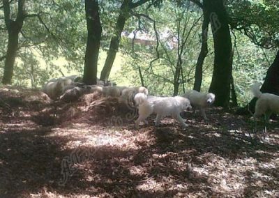 Wunderschöne Maremmen- Abruzzen Hirtenhunde bewachen die Weiden in der bewaldeten Gegend des Bauernhofes