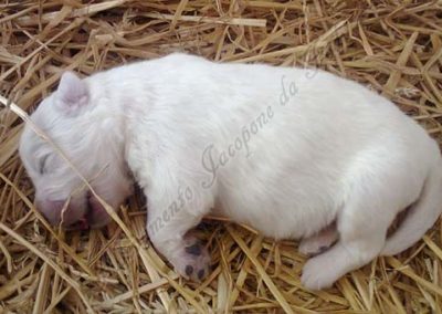 Frisch geboren - Nahaufnahme eines Maremmano-Abruzzese-Welpen