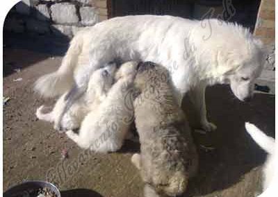 "Maremmano Abruzzese Super-Mama-Babe kümmert sich um einen verwaisten kaukasischen Schäferhundwelpen.