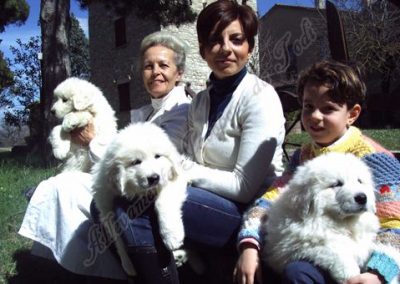 Maremmen Abruzzese Jacopone da Todi Welpen während der Entwöhnungsphase spielen nach der Impfung im Park des Zentrums