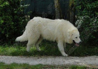 Profil eines Maremmano Abruzzese im bewaldeten Gebiet des Zuchtbetriebs