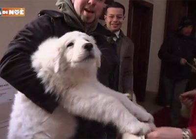 Unsere Hunde in der Arche Noah - Channel 5
